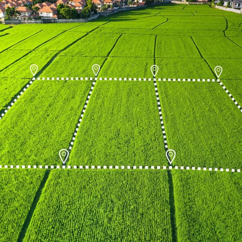 Aerial view of a green rice paddy field, meticulously divided into three rectangular plots outlined in white, reminiscent of a skilled land surveyor's precision. Each plot boasts location marker icons, with houses dotting the background beneath a clear blue sky.